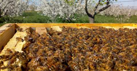 Il mondo dei 900 apicoltori pugliesi: «Un buon miele? Nasce dal rispetto per l'ambiente»